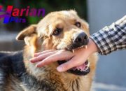 Hati Hati Anjing Peliharaan, Enam Orang Meninggal Akibat Rabies