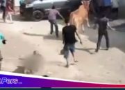 Seekor Sapi Di Garut Mengamuk Hingga Ke Pemukiman Warga