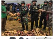 PANEN RAYA UBI SATGAS TNI 300 SILIWANGI BERSAMA MASYARAKAT DI WAKO DISTRIK GOME PAPUA