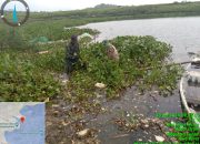 Satgas Citarum Harum Sektor 12 Kembali Angkat Gulma Eceng Gondok Di Dermaga Coklat