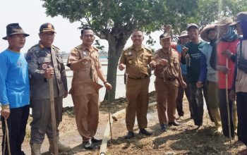 Camat Bongas Bersama Petani Gotong-Royong Gropyokan Hama Tikus