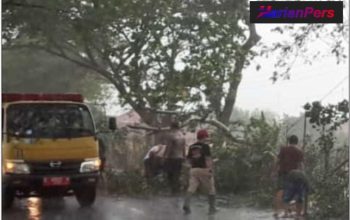 Akibat Hujan Lebat, Camat Juntinyuat Tanggap Evakuasi Pohon Tumbang