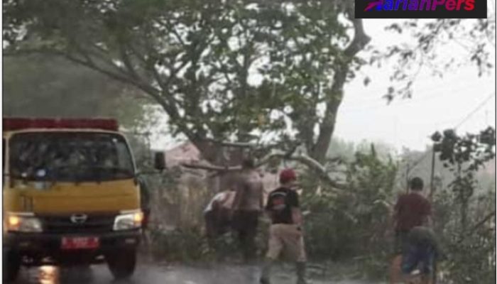 Akibat Hujan Lebat, Camat Juntinyuat Tanggap Evakuasi Pohon Tumbang
