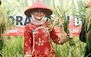 Terbesar di Indonesia, Pemkab Indramayu Berhasil Lakukan Perluasan Areal Tanam 12.887 Hektare