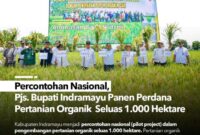 Percontohan Nasional, Pjs. Bupati Indramayu Panen Perdana Pertanian Organik Seluas 1.000 Hektare