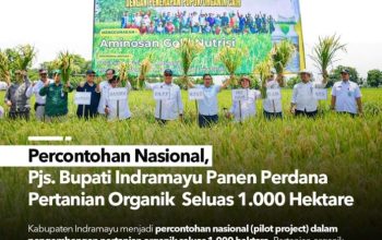 Percontohan Nasional, Pjs. Bupati Indramayu Panen Perdana Pertanian Organik Seluas 1.000 Hektare