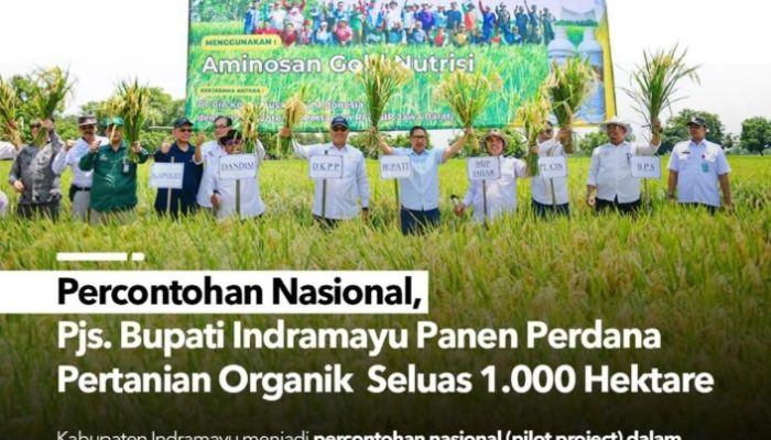 Percontohan Nasional, Pjs. Bupati Indramayu Panen Perdana Pertanian Organik Seluas 1.000 Hektare