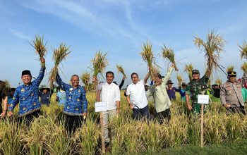 Panen Raya di Indramayu, Pj. Gubernur Jabar Dorong Peningkatan Produksi Padi