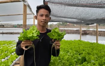Sujoyo Dorong Program BUMDes Untuk Ikut Andil Dalam Penanaman Hidroponix