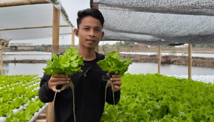 Sujoyo Dorong Program BUMDes Untuk Ikut Andil Dalam Penanaman Hidroponix