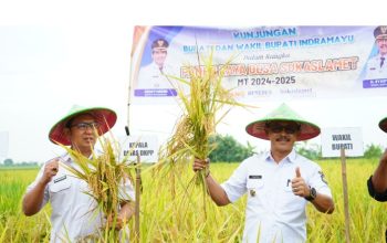 Panen Perdana, Wakil Bupati Indramayu Apresiasi Kerja Keras Petani Sukaslamet