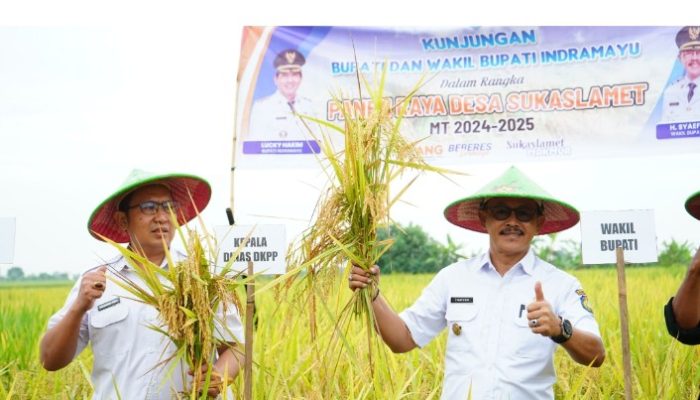 Panen Perdana, Wakil Bupati Indramayu Apresiasi Kerja Keras Petani Sukaslamet