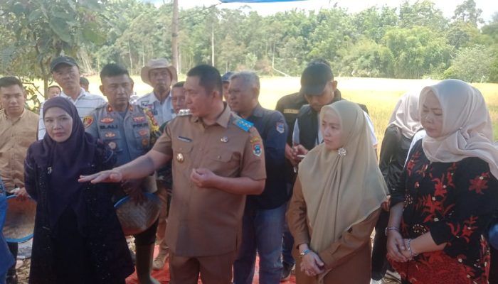 Walikota Dan Wakil Walikota Pagaralam Hadiri Panen Raya Serentak Di Desa Tebat Gunung Kota Pagaralam