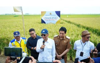 Metode IPHA Hasilkan 11 Ton Per Hektare, Menteri PU dan Bupati Indramayu Panen Perdana 