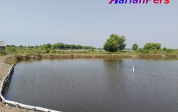 Dugaan Adanya Praktik Jual Beli Tanah PERUM PERHUTANI Di Kabupaten Indramayu