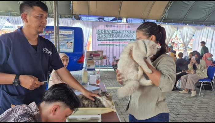 Vaksinasi Rabies Gratis untuk Kucing Warnai Indramayu Festival & Reptil Contest