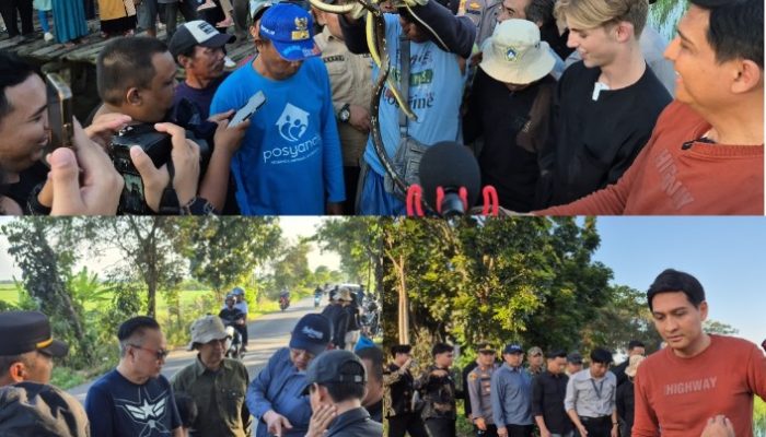 DKPP : Strategi Indramayu Perangi Tikus Demi Panen Petani, Siapkan 10 Ribu Ekor Ular