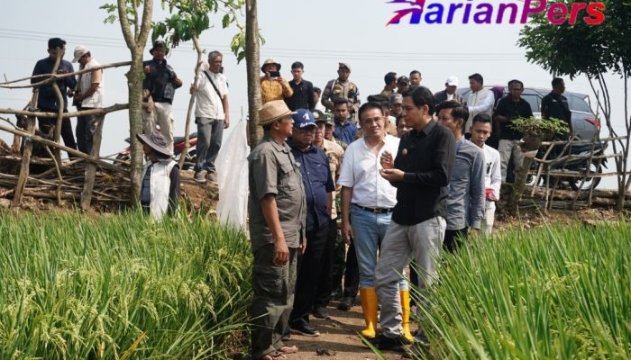 Bupati Lucky Hakim Himbau Petani Gunakan Pupuk Organik