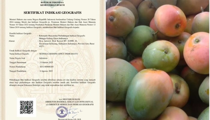 Kantongi Sertifikat Indikasi Geografis, Gedong Gincu Sah Mangga Khas Indramayu