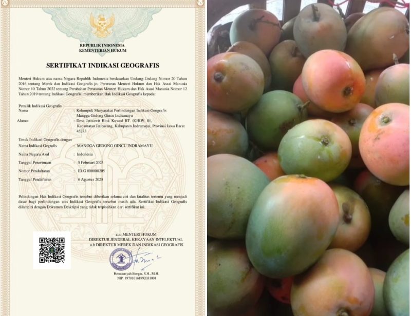 Kantongi Sertifikat Indikasi Geografis, Gedong Gincu Sah Mangga Khas Indramayu