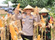 Polres Indramayu Turut Serta Panen Raya Jagung Serentak, Dukung Swasembada Pangan Nasional