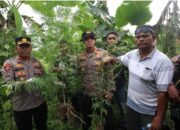 Polres Keerom Kembali Temukan Tanaman Ganja di Kebun Warga