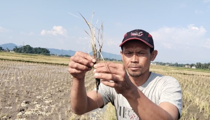 2 Hektare Padi di Ciranjang Mati Disemprot Herbisida, Kades Cibiuk Sesalkan Aksi Oknum PT Puyen