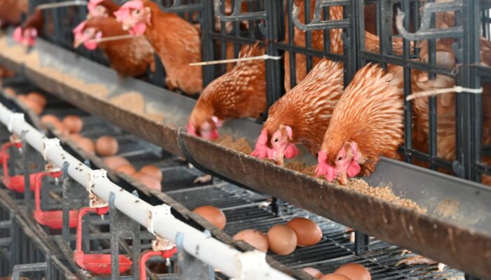 BARU JALAN 2 MINGGU, BUMDES MEKARJAYA SUDAH PRODUKSI 40 KG TELUR PER HARI
