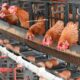 BARU JALAN 2 MINGGU, BUMDES MEKARJAYA SUDAH PRODUKSI 40 KG TELUR PER HARI