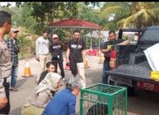 Satlantas Polres Cianjur dan warga selamatkan satwa dilindungi. Kini jalani perawatan di Sukabumi sebelum dilepasliarkan