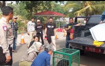 Satlantas Polres Cianjur dan warga selamatkan satwa dilindungi. Kini jalani perawatan di Sukabumi sebelum dilepasliarkan