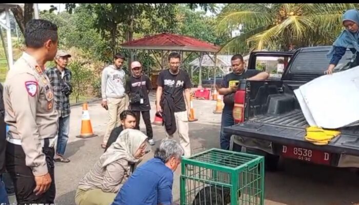 Satlantas Polres Cianjur dan warga selamatkan satwa dilindungi. Kini jalani perawatan di Sukabumi sebelum dilepasliarkan